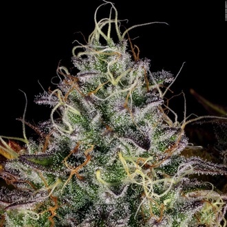 Apricot Candy (Paradise Seeds) Feminized