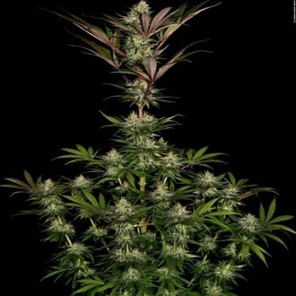 Chocolate Wafflez (Paradise Seeds) Feminized