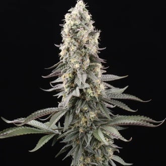 El Dorado OG (Paradise Seeds) Feminized