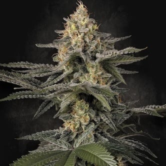 Glowstarz (Paradise Seeds) Feminized