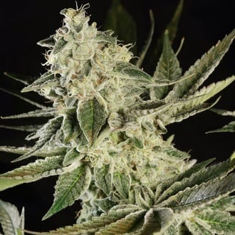 Glowstarz (Paradise Seeds) Feminized