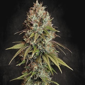 Highway 66 (Paradise Seeds) Feminized