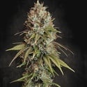 Highway 66 (Paradise Seeds) Feminized