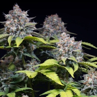 Highway 66 (Paradise Seeds) Feminized