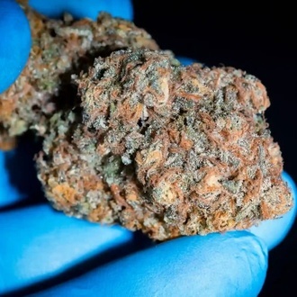 Highway 66 (Paradise Seeds) Feminized