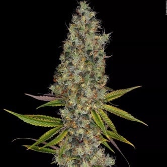 Rainbow Road (Paradise Seeds) Feminized
