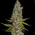Rainbow Road (Paradise Seeds) Feminized
