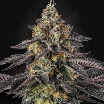 Sunset Paradise (Paradise Seeds) Feminized