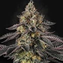 Sunset Paradise (Paradise Seeds) Feminized