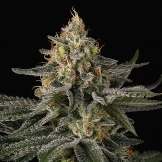 Sunset Paradise (Paradise Seeds) Feminized