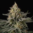Sunset Paradise (Paradise Seeds) Feminized