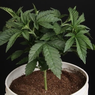 Sunset Paradise (Paradise Seeds) Feminized