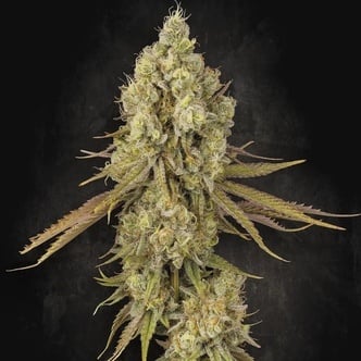 Tangerine Sorbet (Paradise Seeds) Feminized