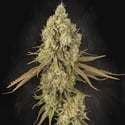 Tangerine Sorbet (Paradise Seeds) Feminized