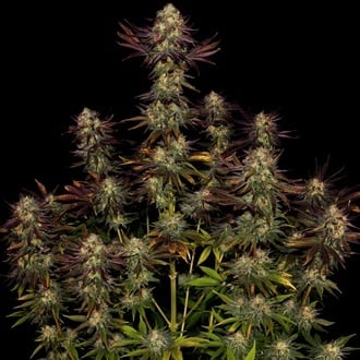 Tangerine Sorbet (Paradise Seeds) Feminized