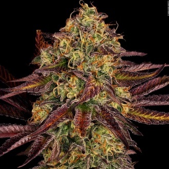 Tangerine Sorbet (Paradise Seeds) Feminized