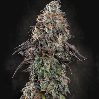 White Noise (Paradise Seeds) Feminized