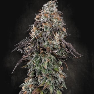White Noise (Paradise Seeds) Feminized
