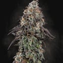 White Noise (Paradise Seeds) Feminized