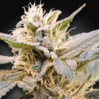 CBDelight (Paradise Seeds) Feminized