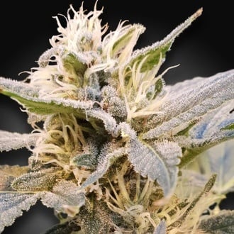 CBDelight (Paradise Seeds) Feminized