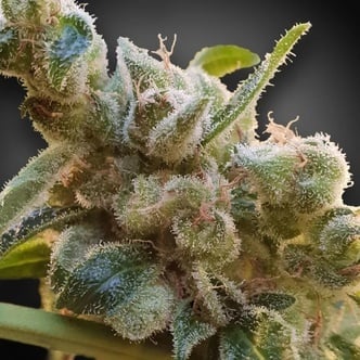 CBDrelax (Paradise Seeds) Feminized