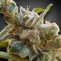 CBDrelax (Paradise Seeds) Feminized