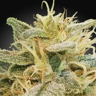 CBDrelief (Paradise Seeds) Feminized