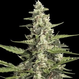 Pandora Auto (Paradise Seeds) Feminized