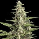 Pandora Auto (Paradise Seeds) Feminized