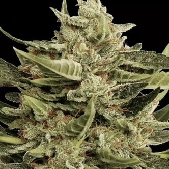 Vertigo Auto (Paradise Seeds) Feminized