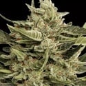 Vertigo Auto (Paradise Seeds) Feminized