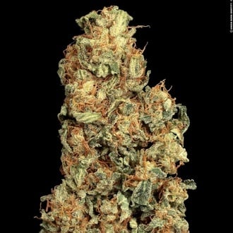 Vertigo Auto (Paradise Seeds) Feminized