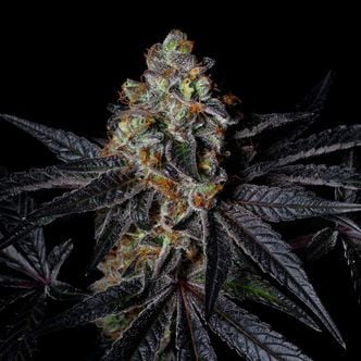 Diamond Dust (Pure Instinto) Feminized