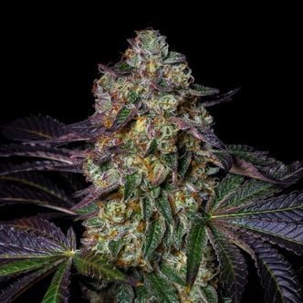 Kushmallow (Pure Instinto) Feminized