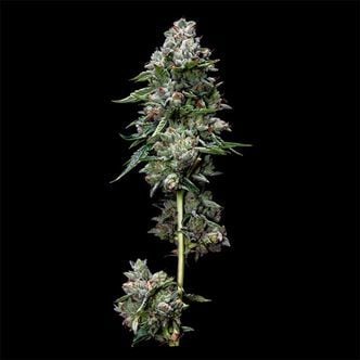 Kosher Kush (DNA Genetics) Feminized