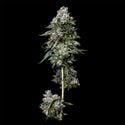 Kosher Kush (DNA Genetics) Feminized