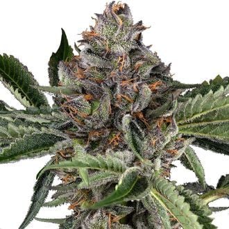 Papaya Jealousy (Sensi Seeds) Feminized