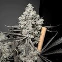 Barf Breath (Solfire Gardens) Feminized