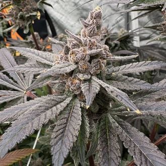 Gasserole (Solfire Gardens) Feminized
