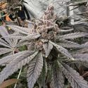 Gasserole (Solfire Gardens) Feminized