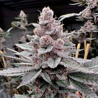 Miami Madness (Solfire Gardens) Feminized