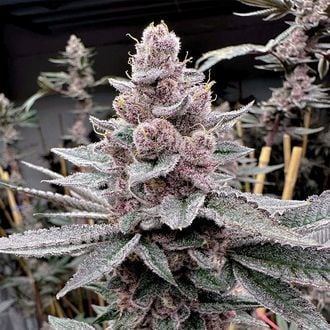 Miami Madness (Solfire Gardens) Feminized