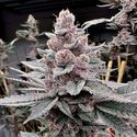 Miami Madness (Solfire Gardens) Feminized