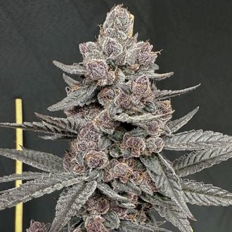 Sinfero (Solfire Gardens) Feminized