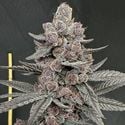Sinfero (Solfire Gardens) Feminized