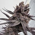 Trap God (Solfire Gardens) Feminized