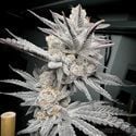 Trich Beast (Solfire Gardens) Feminized
