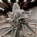 Yummy Yummy (Solfire Gardens) Feminized