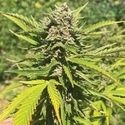 Banana Melt (Humboldt Seed Company) Feminized